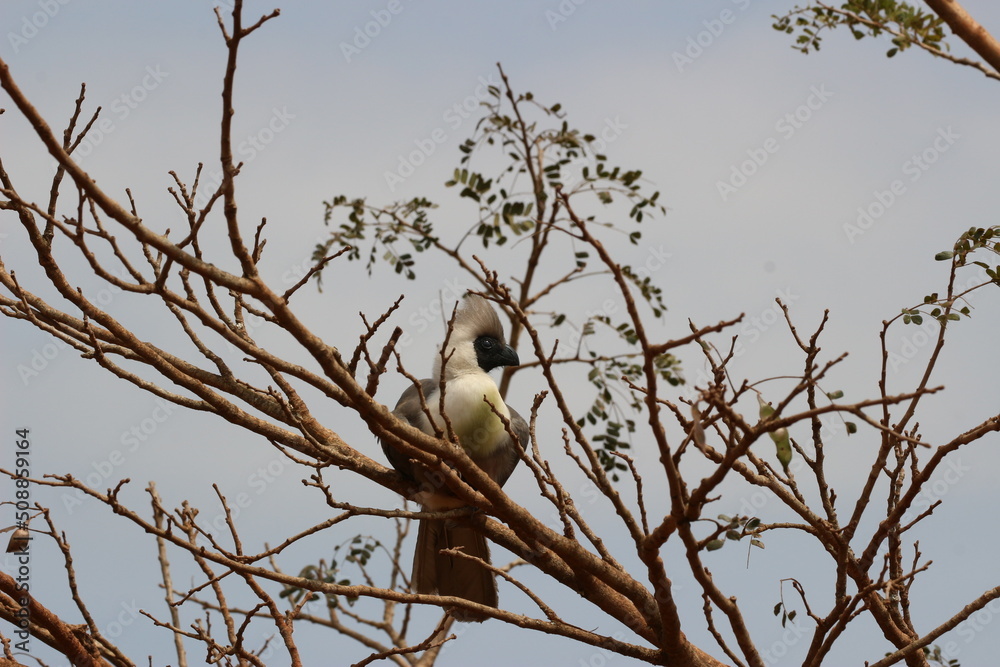 bird on a branch in the savannah in rwanda bird on a branch in the savannah in rwanda