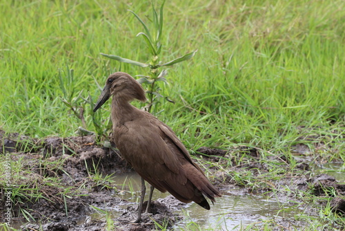 bird in the savannah in rwanda