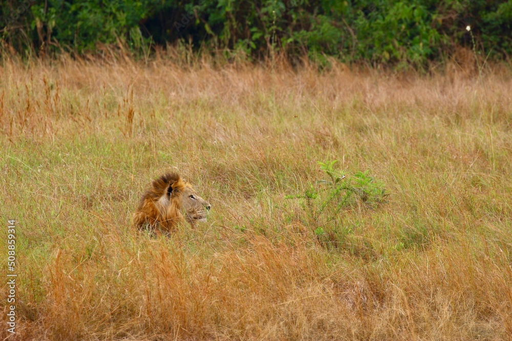 lion in the savannah in ruanda lion in the savannah in ruanda