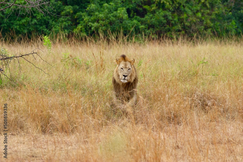 lion in the savannah in ruanda lion in the savannah in ruanda