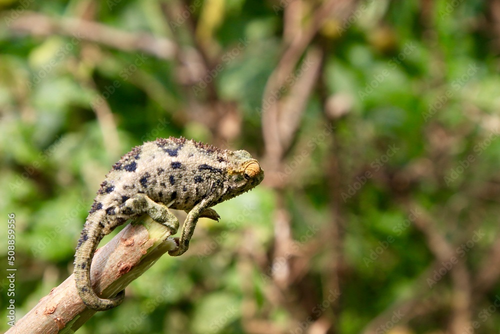 chameleon on a tree branch in Ruanda chameleon on a tree branch in Ruanda