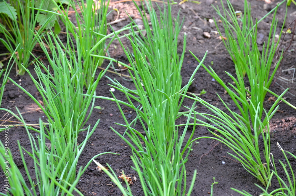 Beds with green onions growing on wet black soil. Beds with green onions growing on wet black soil.