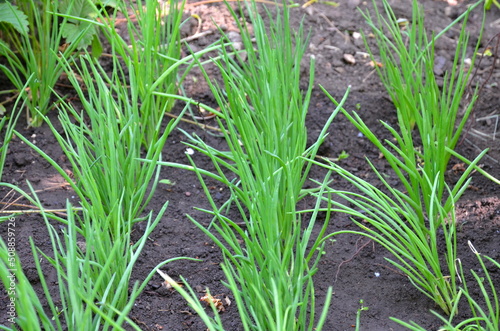 Beds with green onions growing on wet black soil. © ket167600