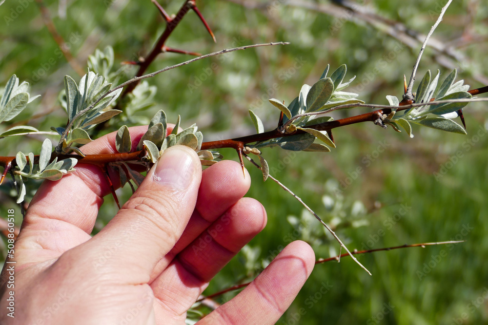 Fragrant Elaeagnus trees blooming in spring, Elaeagnus flower, prickly Fragrant Elaeagnus trees, Fragrant Elaeagnus trees blooming in spring, Elaeagnus flower, prickly Fragrant Elaeagnus trees,