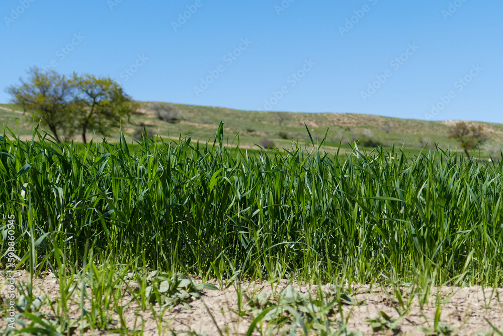 nature and green wheat plant in spring, close-up wheat field, continental climate and wheat planted areas,