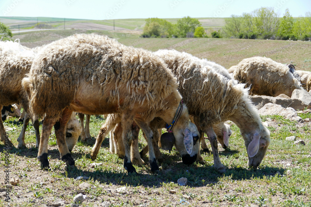 sheep with bells around its neck grazing in the field,close-up of sheep with bells, sheep with bells around its neck grazing in the field,close-up of sheep with bells,