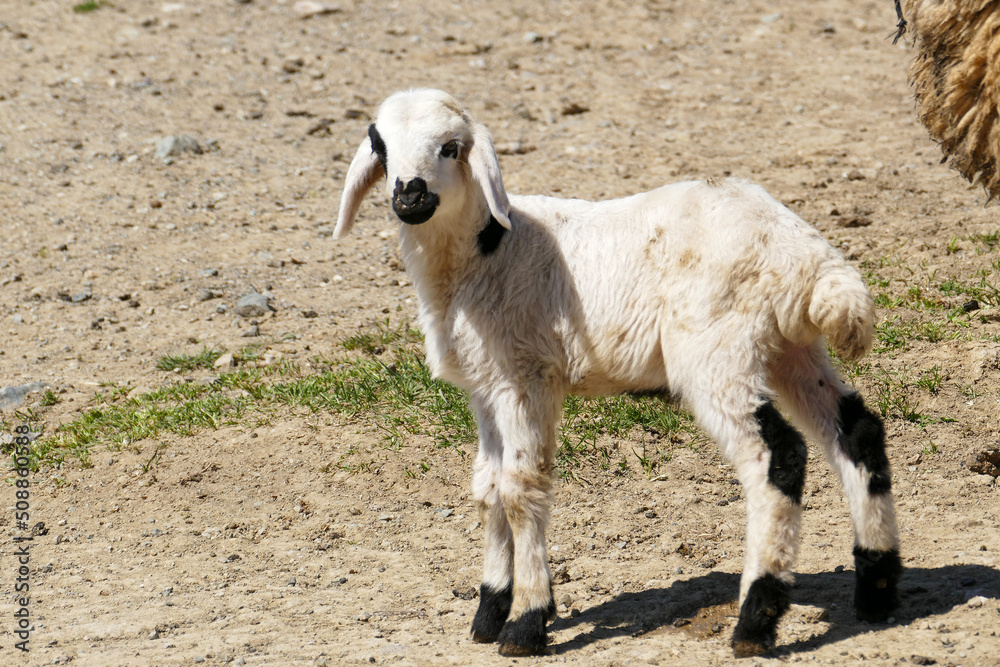 newborn little lamb,sheep lamb,close-up lamb,