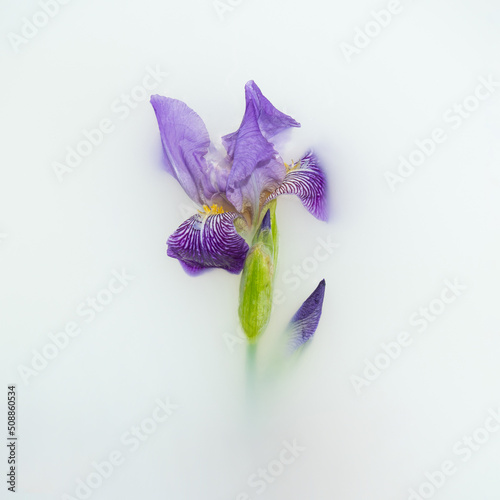 Blurry iris on white misty background. Romantic flower concept. Minimalistic foggy flat lay.