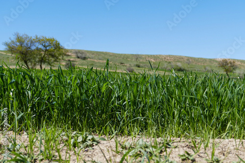 Obraz na płótnie nature and green wheat plant in spring, close-up wheat field, continental climate and wheat planted areas, w salonie