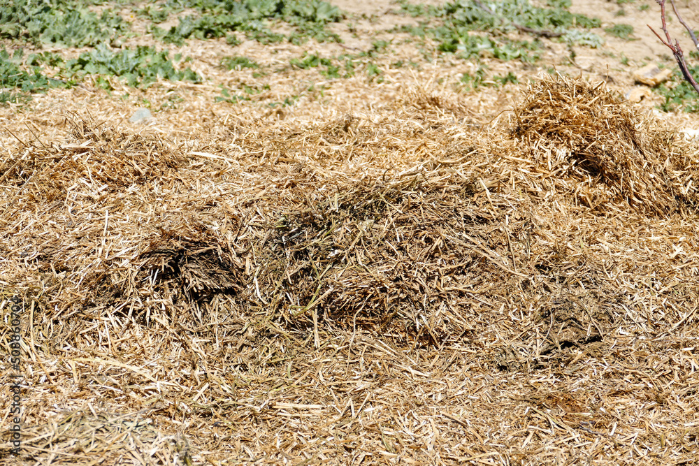 moldy straw standing in the form of waste, old straw waste,