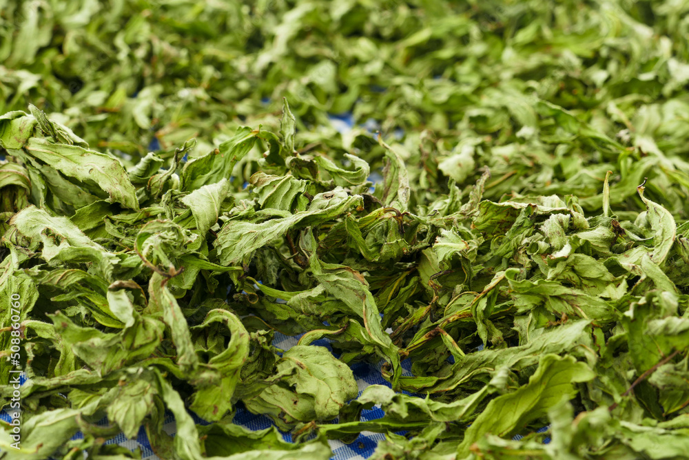 dried mint on a cloth, drying mint, preparing dried mint, dried mint on a cloth, drying mint, preparing dried mint,