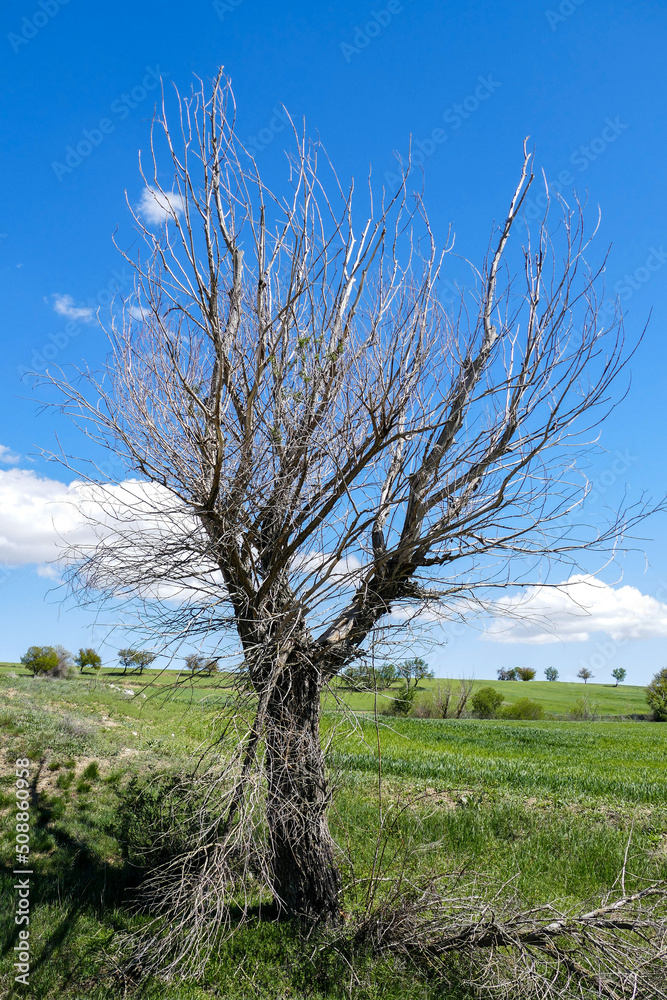 death of nature, withered trees, a dead tree in greenery, death of nature, withered trees, a dead tree in greenery,