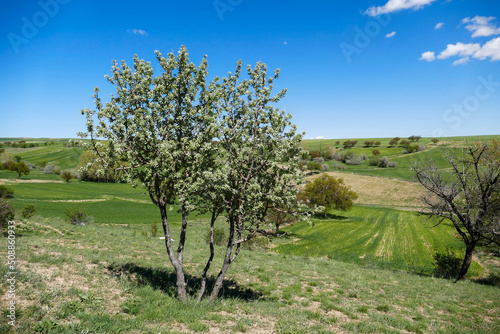 fruit trees in spring, wild pear tree, mountain pear,