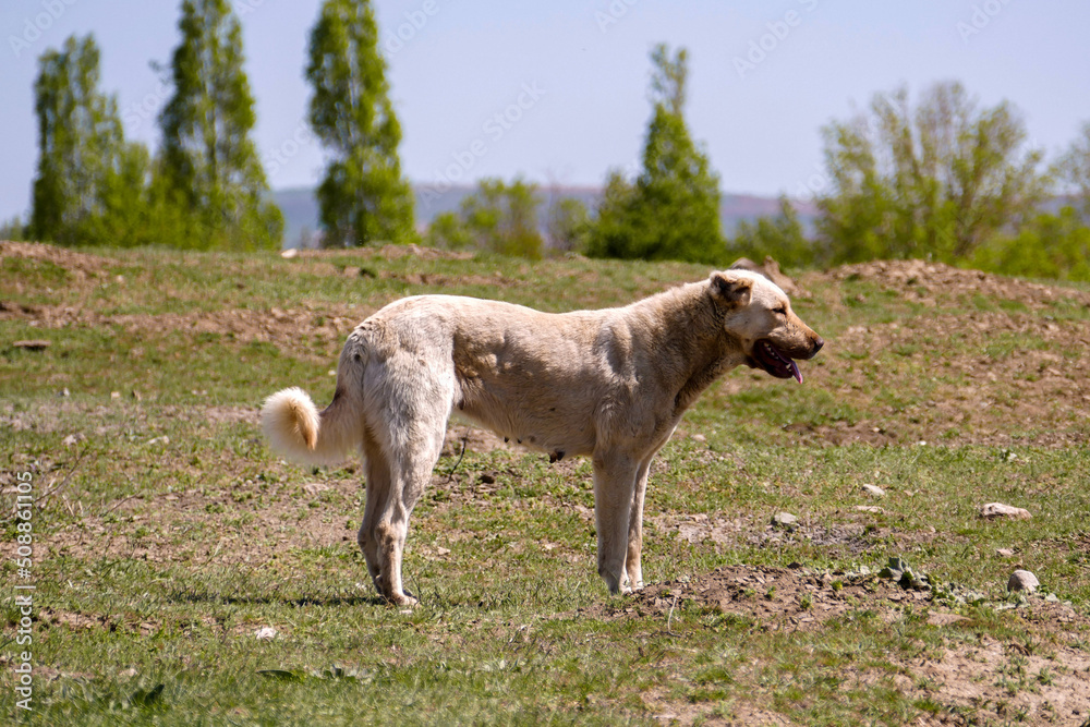 Fototapeta premium a panting dog, a dog breathing fast, a tired dog breathing fast,