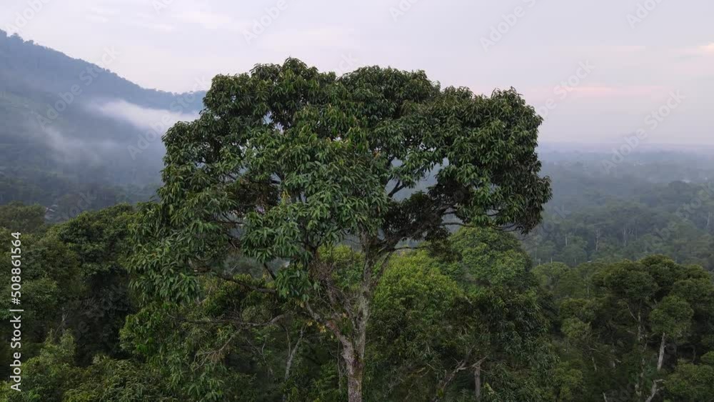 Aerial ascending and look down durian trees plantation in Malaysia Aerial ascending and look down durian trees plantation in Malaysia