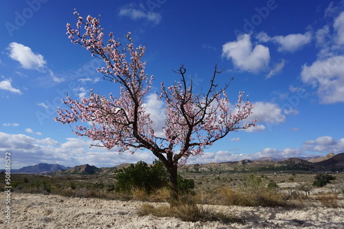 Pink blooming almond tree
