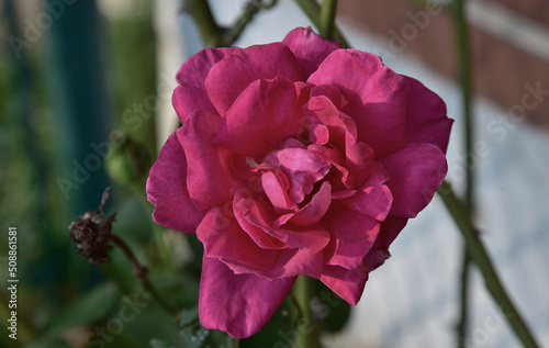 pink rose in the garden