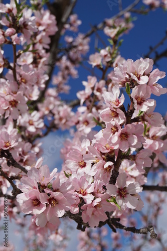 Pink flower almond tree
