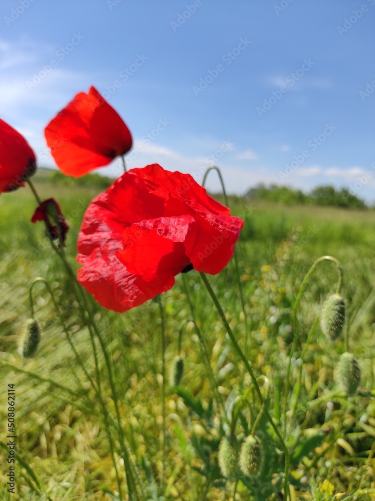 Fototapeta premium red poppy in the field