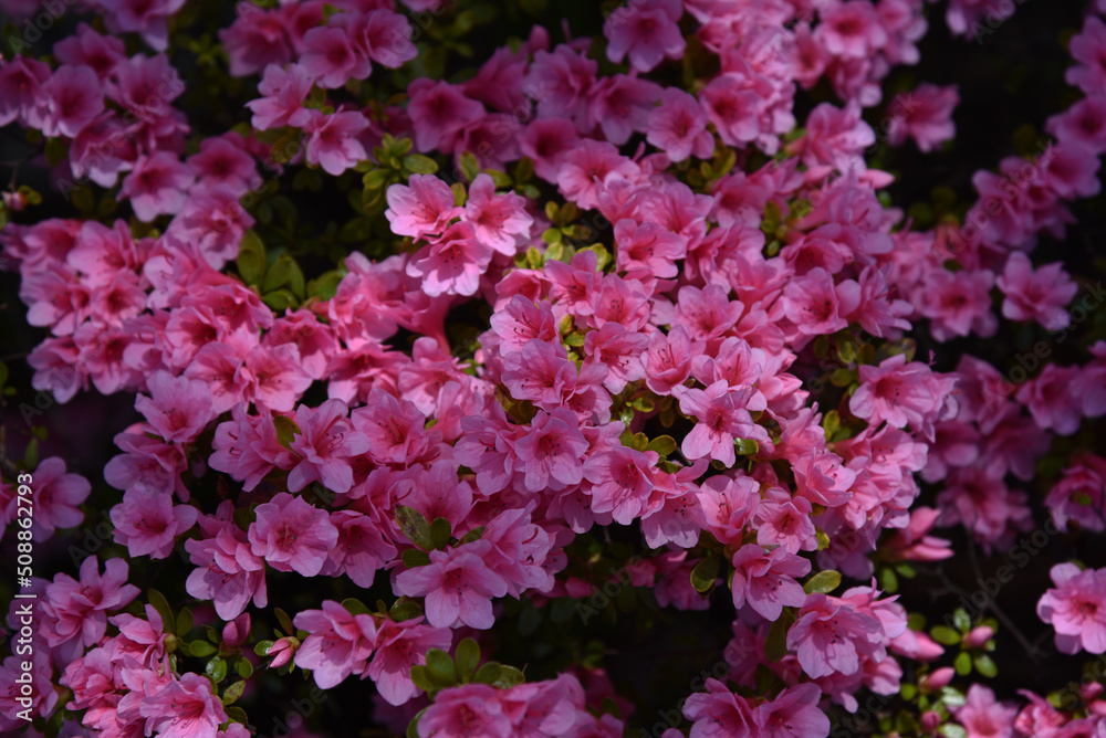 pink flowers in the garden