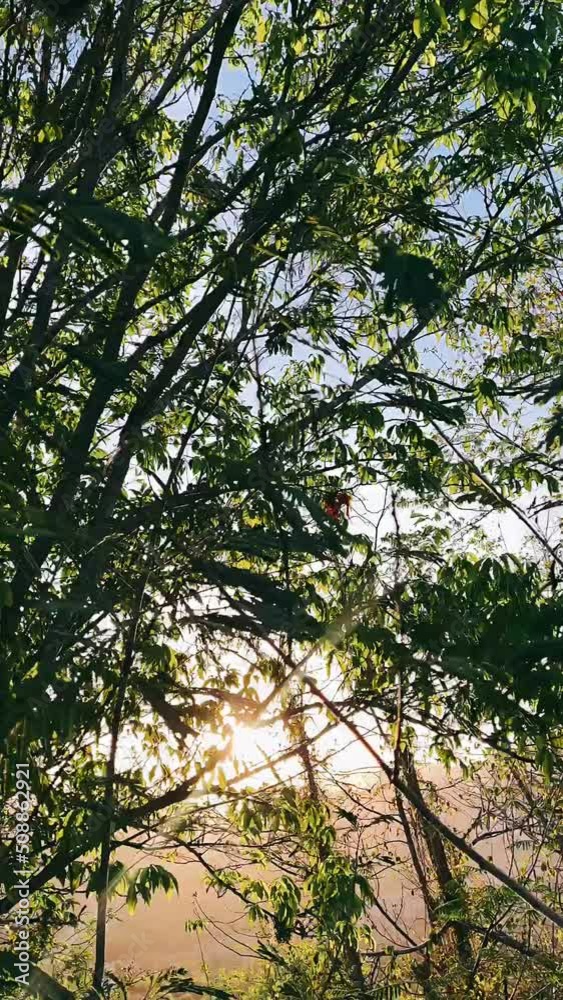 Light peaking through Trees, Sunlight, Sunny Day, Looking Up, Trees, Branches,
