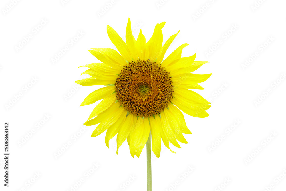 Fototapeta premium sunflowers on a white background