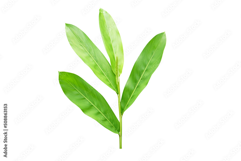 galangal leaves on a white background
