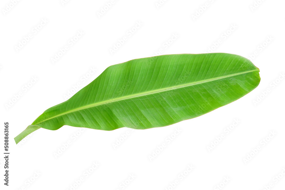 Fototapeta premium banana leaves on a white background