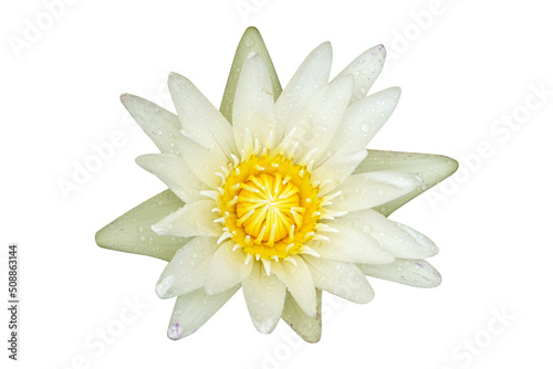 white lotus on a white background