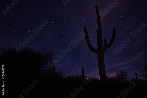 Arizona saguaro cactus silhouetted against night sky 