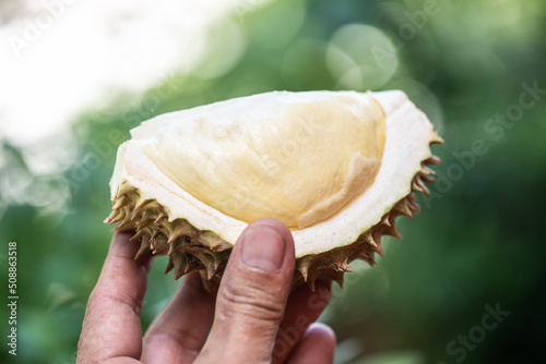 Durio or Durian fruits on nature background.