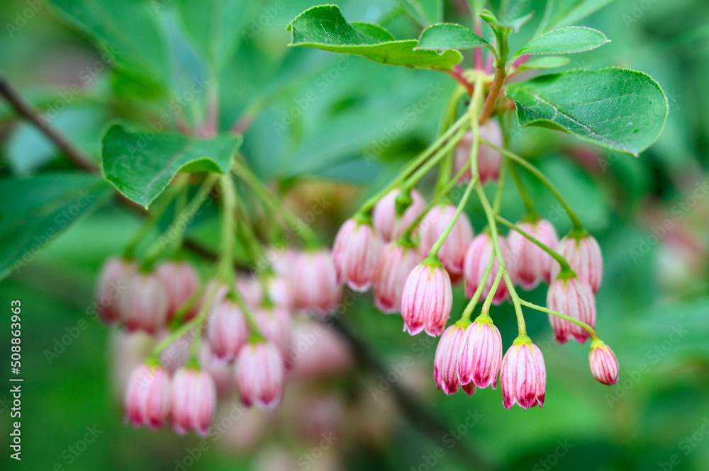 Closeup of the white and red flowers of a Redvein Enkianthus blooming on a wet spring day
Closeup of the white and red flowers of a Redvein Enkianthus blooming on a wet spring day