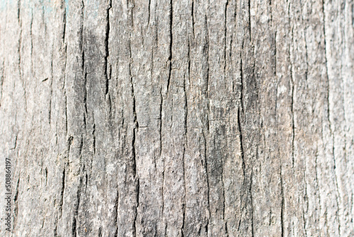 Abstract texture of the bark of a tree.