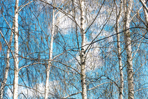 Birch forest in spring against the blue sky