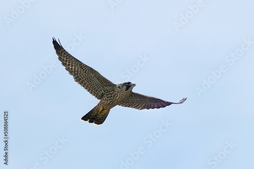 peregrine falcon in flight