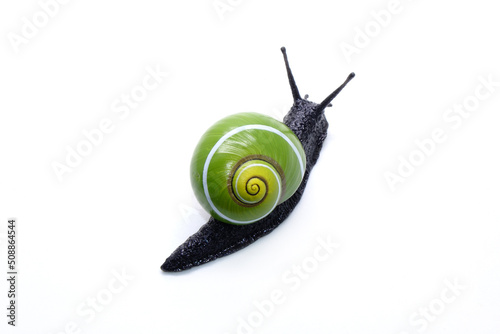 Snail isolated on white background. Cuban snail (Polymita picta) world most beautiful land snails from Cuba , its known as "Painted Snails", rare, endangered and protected