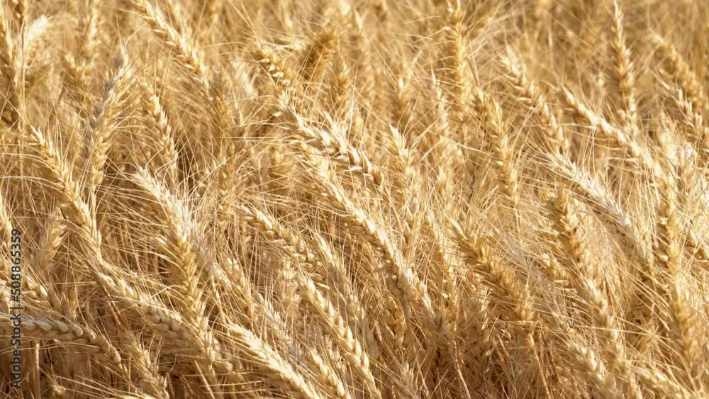 Golden wheat fields, ripe wheat. Golden wheat fields, ripe wheat.
