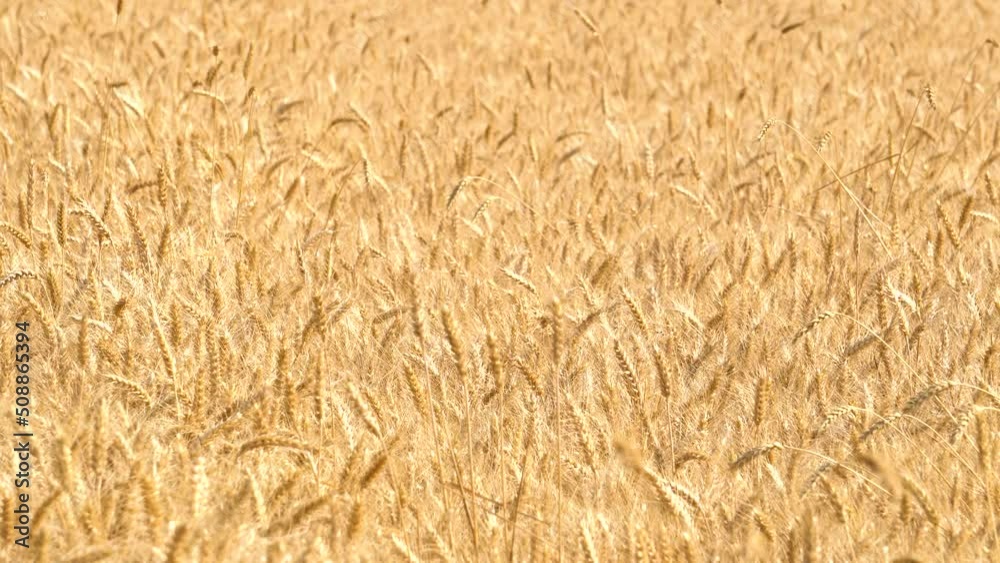 Golden wheat fields, ripe wheat. Golden wheat fields, ripe wheat.