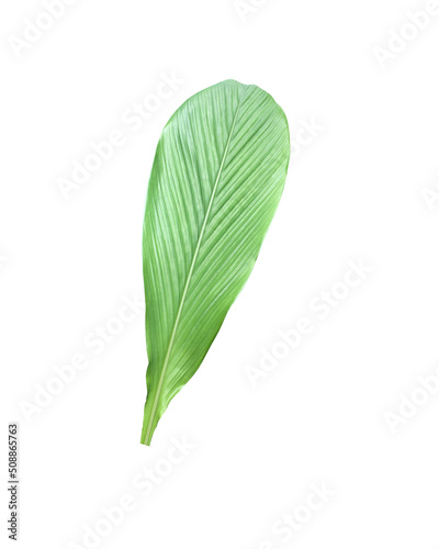 Isolated turmeric leaf with clipping paths.