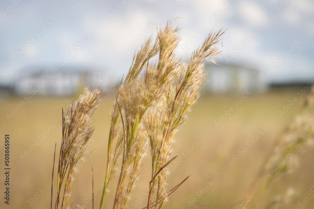 Fototapeta premium Tall grass in rural field