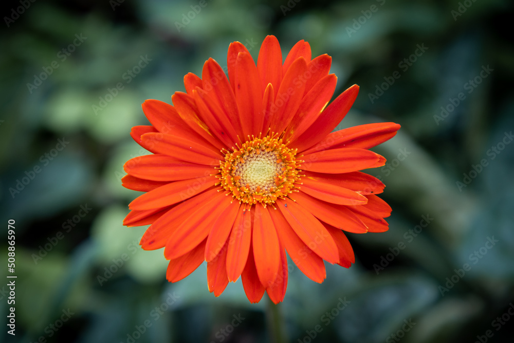 Orange daisy flower Orange daisy flower