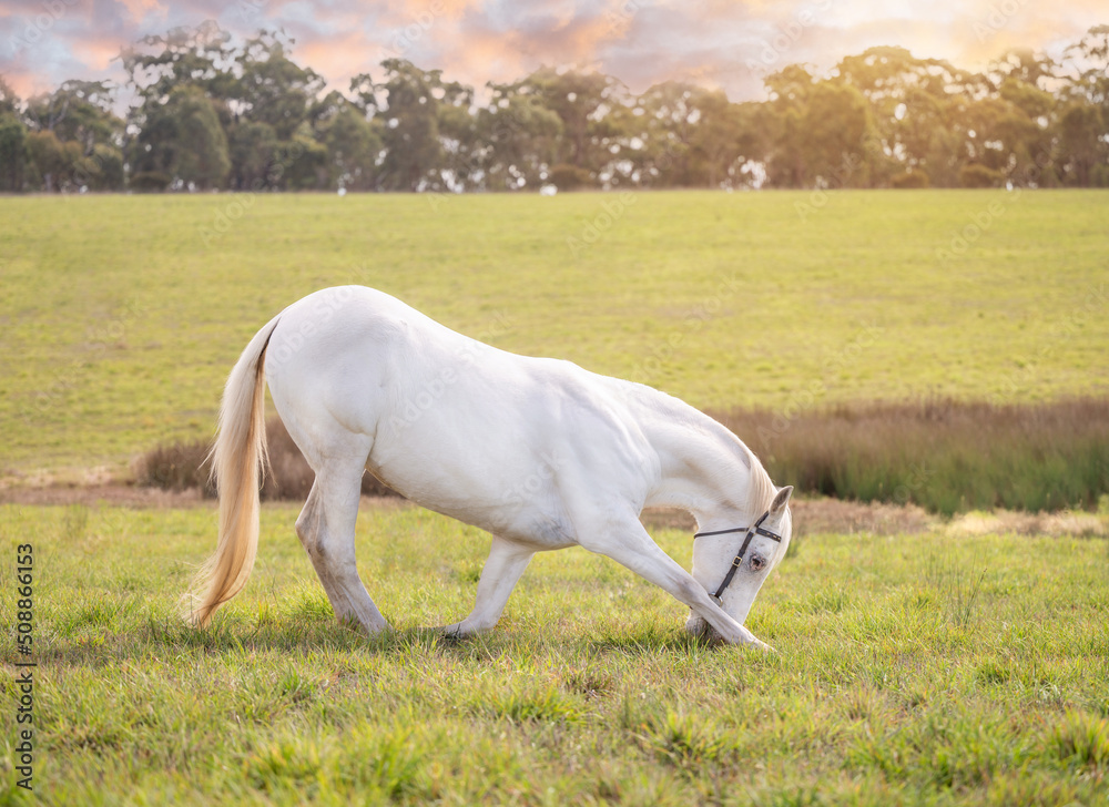 Portrait of a white horse bowing in field Portrait of a white horse bowing in field
