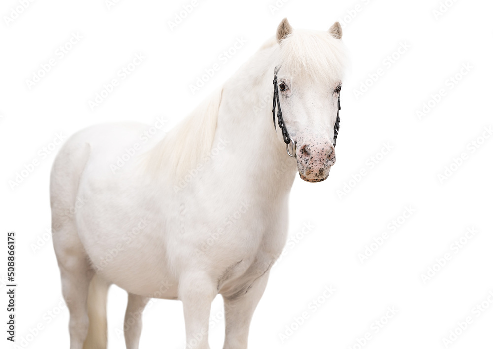white horse isolated on white white horse isolated on white