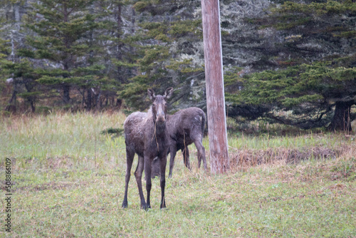 A pair of moose during a rain storm in newfoundland foraging for food