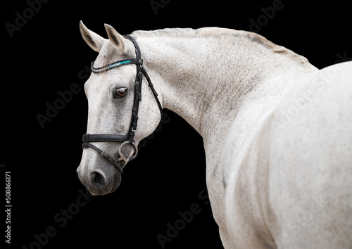 Portrait of a white horse looking over its shoulder on a black background