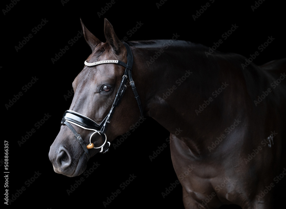Fototapeta premium Portrait of black horse head wearing bridle isolated on a black background