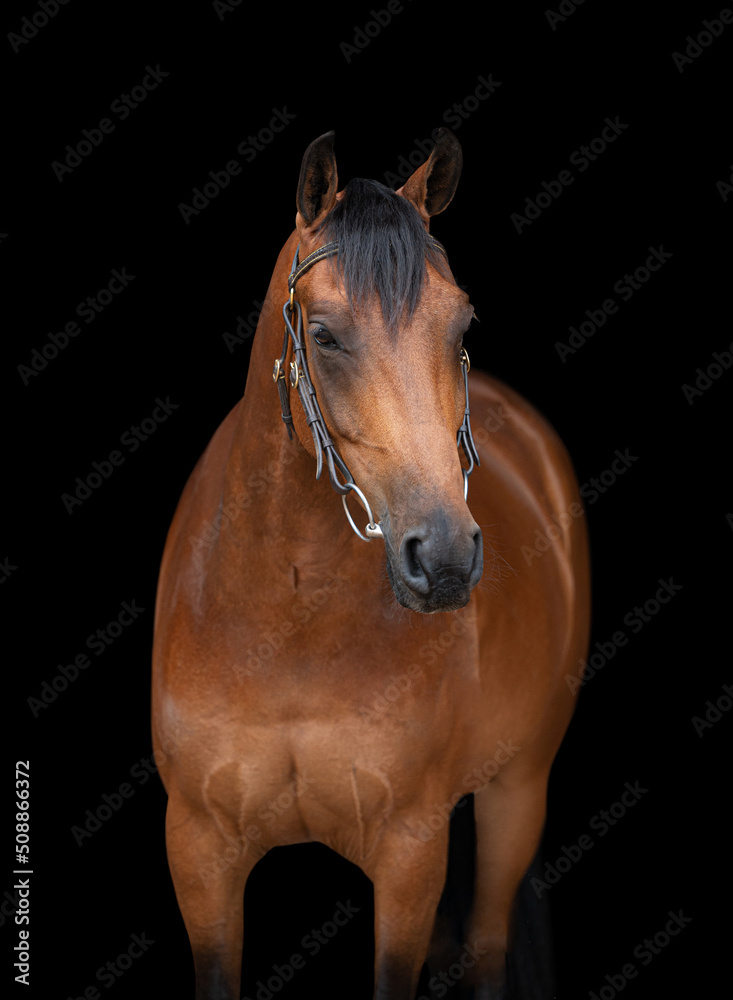 Fototapeta premium Front on portrait headshot of a bay horse not wearing a bridle isolated on a black background