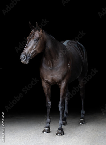 Full body portrait of a black horse on a black background isolated
