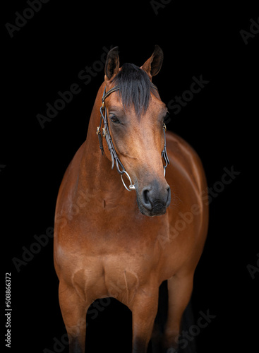Front on portrait headshot of a bay horse not wearing a bridle isolated on a black background