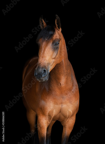 Front on portrait  of a bay horse not wearing a bridle isolated on a black background © SKOVAX